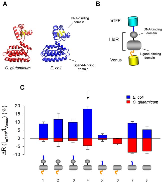 【新品-乳酸探针Laconic】科研人员基于FRET原理开发实时检测单细胞内乳酸浓度与通量的基因编码探针Laconic