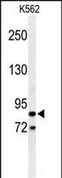 AVIL Antibody (N-term)抗体，orb35