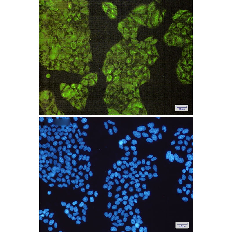 NCK2 Rabbit mAb抗体，orb1564571，b