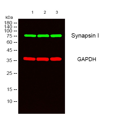 Synapsin 1 Rabbit pAb抗体，orb156