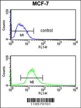 POLDIP2 Antibody (C-term)抗体,or