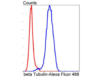 Beta Tubulin Recombinant Rabbi