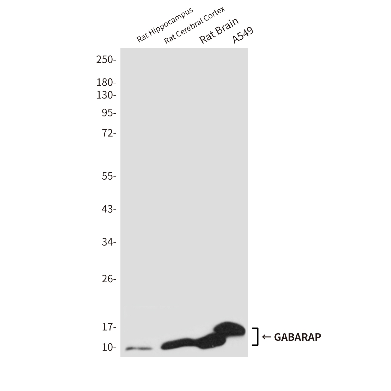 GABARAP Rabbit pAb抗体,orb156320