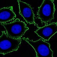 CD117 Antibody抗体，orb1474022，bi