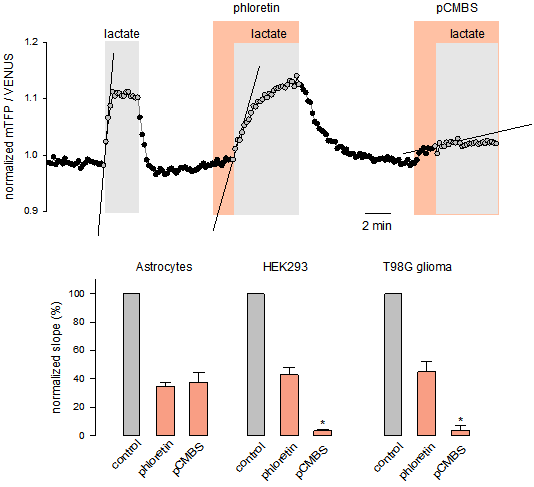 【新品-乳酸探针Laconic】科研人员基于FRET原理开发实时检测单细胞内乳酸浓度与通量的基因编码探针Laconic