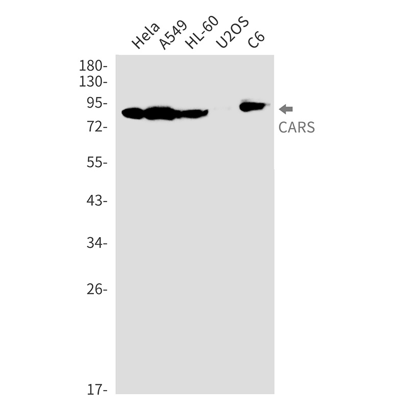 CARS Rabbit mAb抗体，orb1563925，b