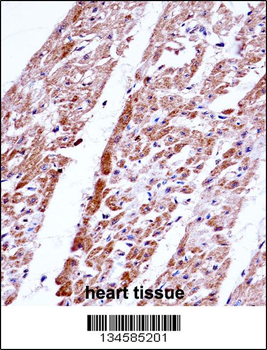 FST Antibody (C-term)抗体，orb143