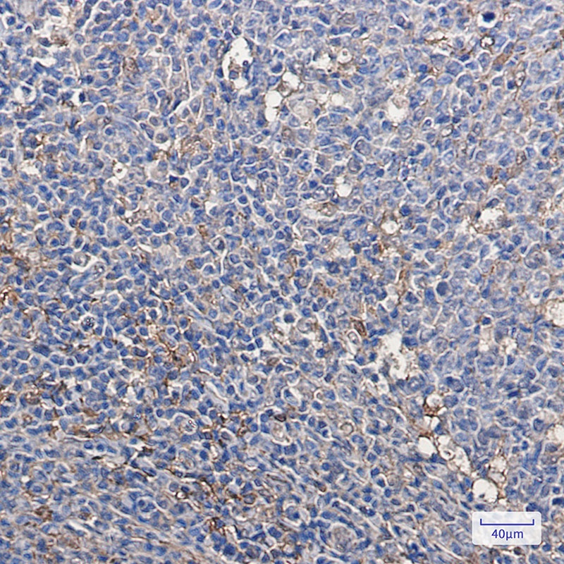 Thioredoxin Rabbit mAb抗体，orb15