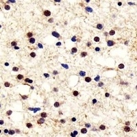 PGP9.5 Antibody抗体，orb1474026，b