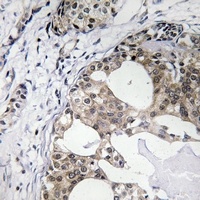 RPS25 Antibody抗体,orb1474704,bi