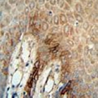 CD49f Antibody抗体，orb1473946，bi