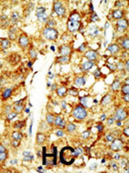 SET07 Antibody (N-term)抗体,orb1