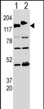 CLASP2 Antibody (Y1019)抗体，orb3