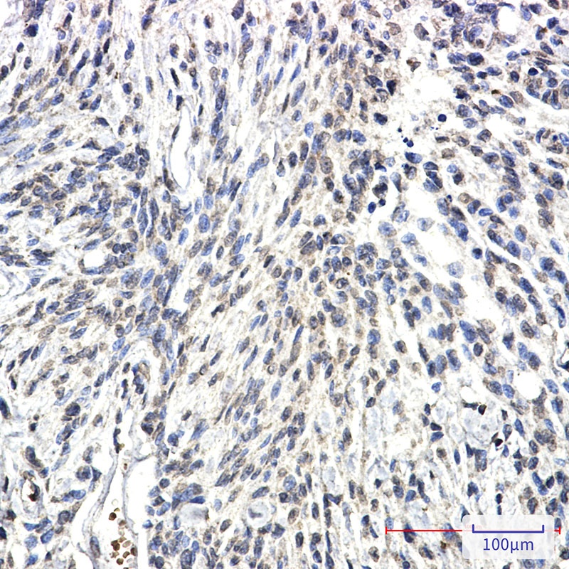 Synapsin 2 Rabbit mAb抗体，orb156