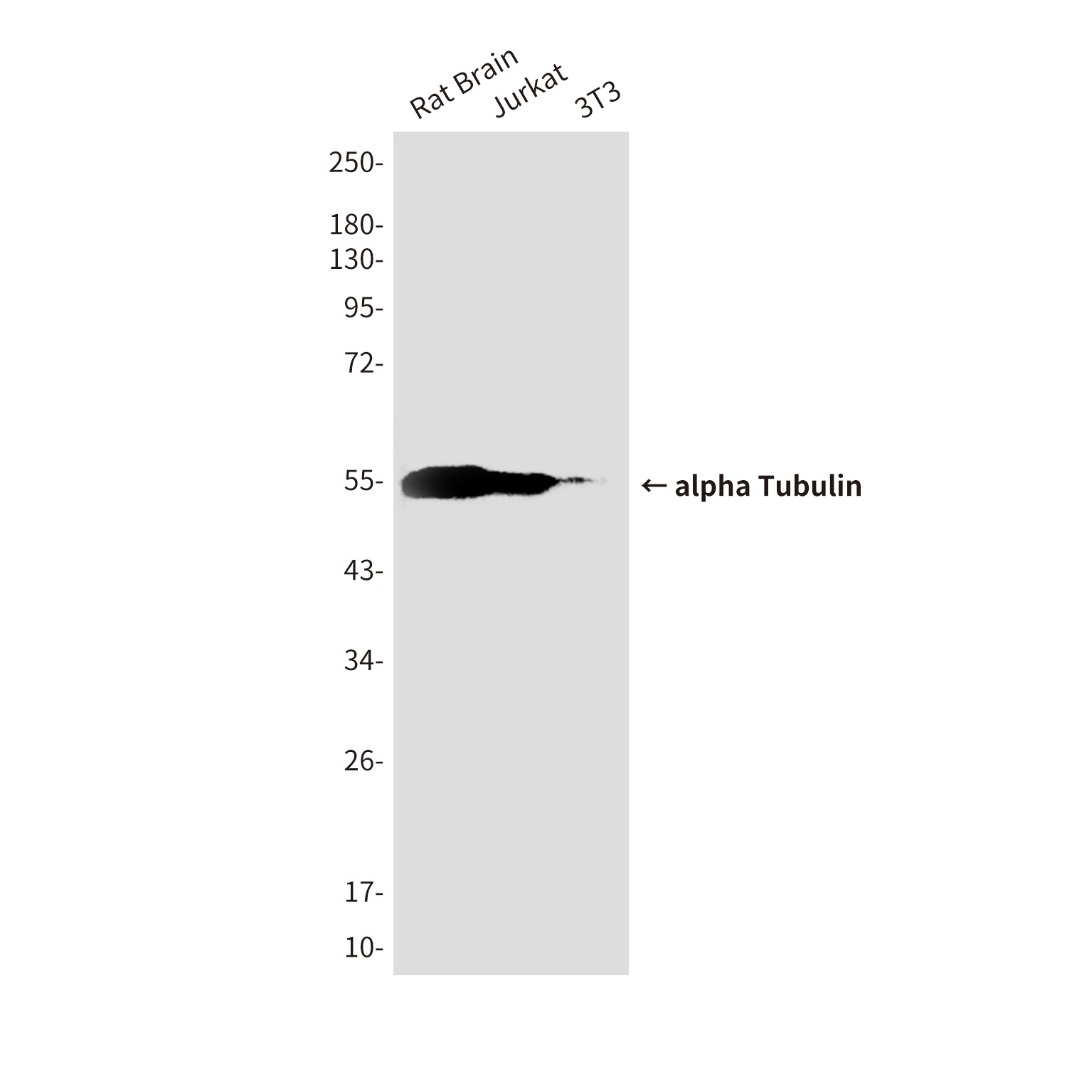 alpha Tubulin (4C9) Mouse mAb抗