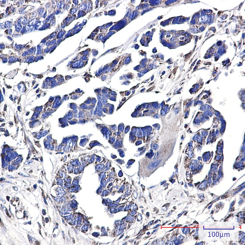 CD9 Rabbit pAb抗体，orb1563106，bi