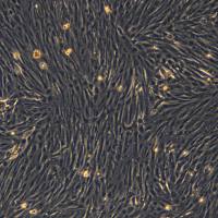 浙江美森-大鼠原代心肌细胞