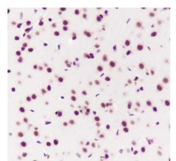 SF3B3 Recombinant Rabbit Monoc