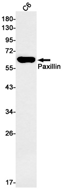 Paxillin Rabbit mAb抗体，orb15630