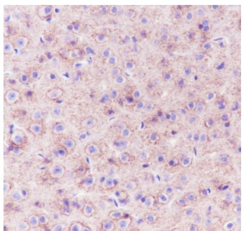 PRNP Recombinant Rabbit Monocl