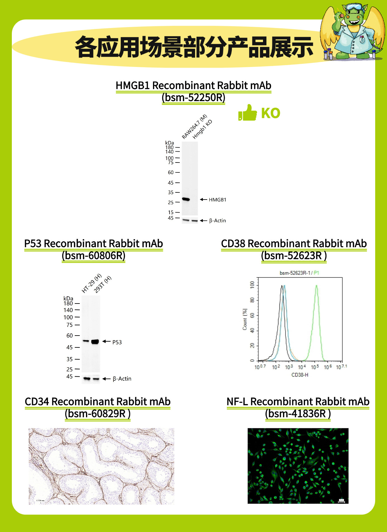精品推荐 | 博奥森 Rrmab®重组兔单克隆抗体
