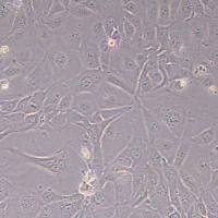 NCI-H3255人肺癌细胞(STR鉴定)丨逸漠(immocell)