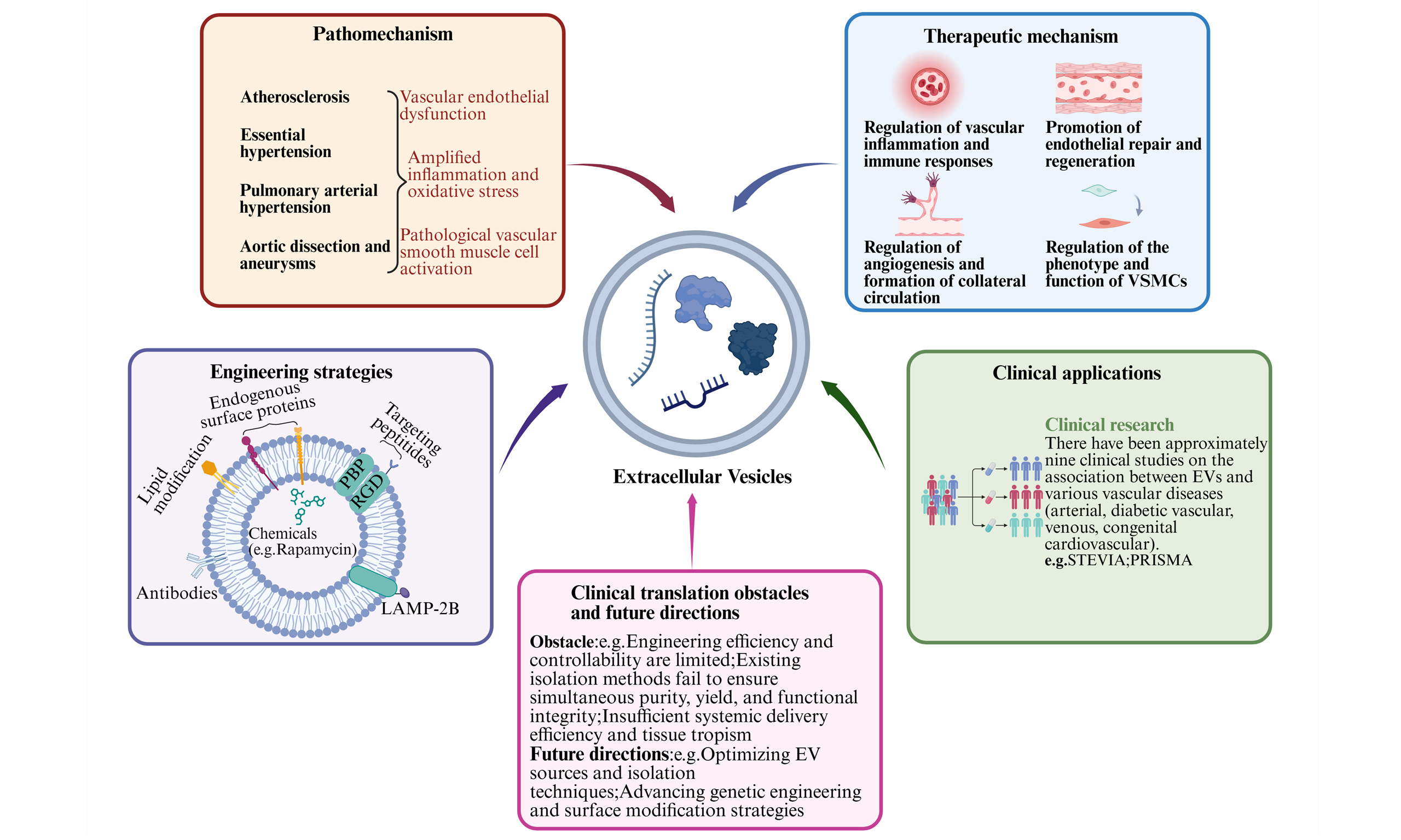 Vessel Plus 细胞外囊泡在血管疾病中的病理机制和治疗应用进展