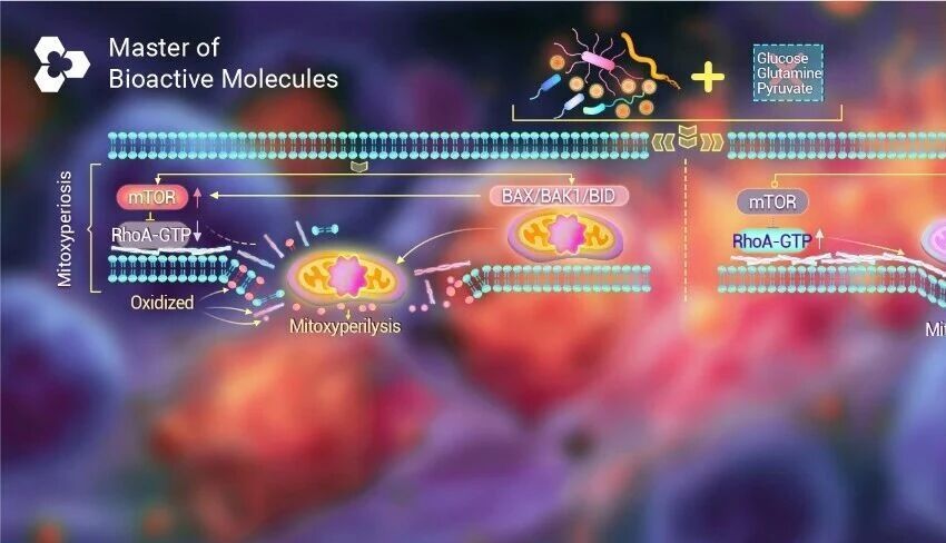 前沿进展 ｜ Cell 新发现：Mitoxyperilysis —— 新的细胞溶解性死亡途径