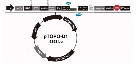 PV02-pTOPO-D1一步法定向原核表达试剂盒