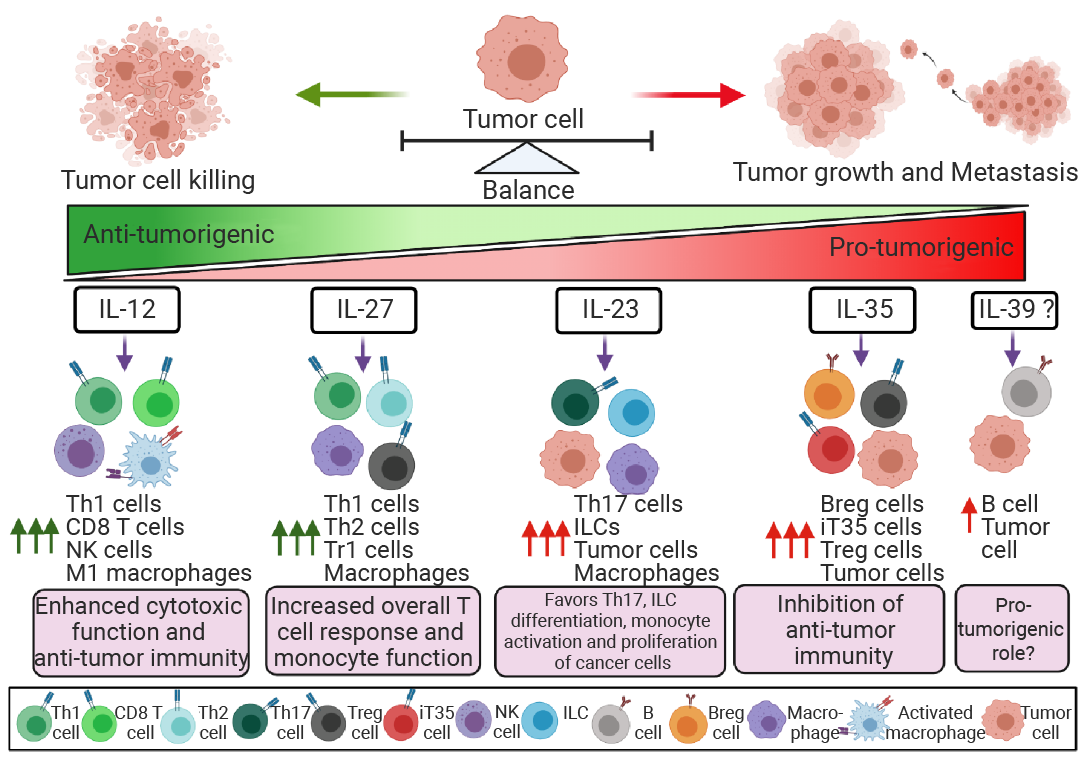 干货分享 ｜ 不懂就问∶ 只有免疫细胞能分泌细胞因子么
