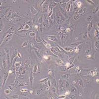 HIBEpiCs-SV40T人肝内胆管上皮细胞永生化(STR鉴定)丨逸漠(immocell)