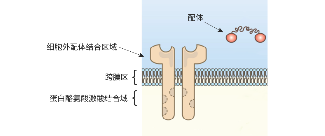 科研助攻 | RTKs∶ 既是激酶, 也是受体 干货已整理好, 速览!