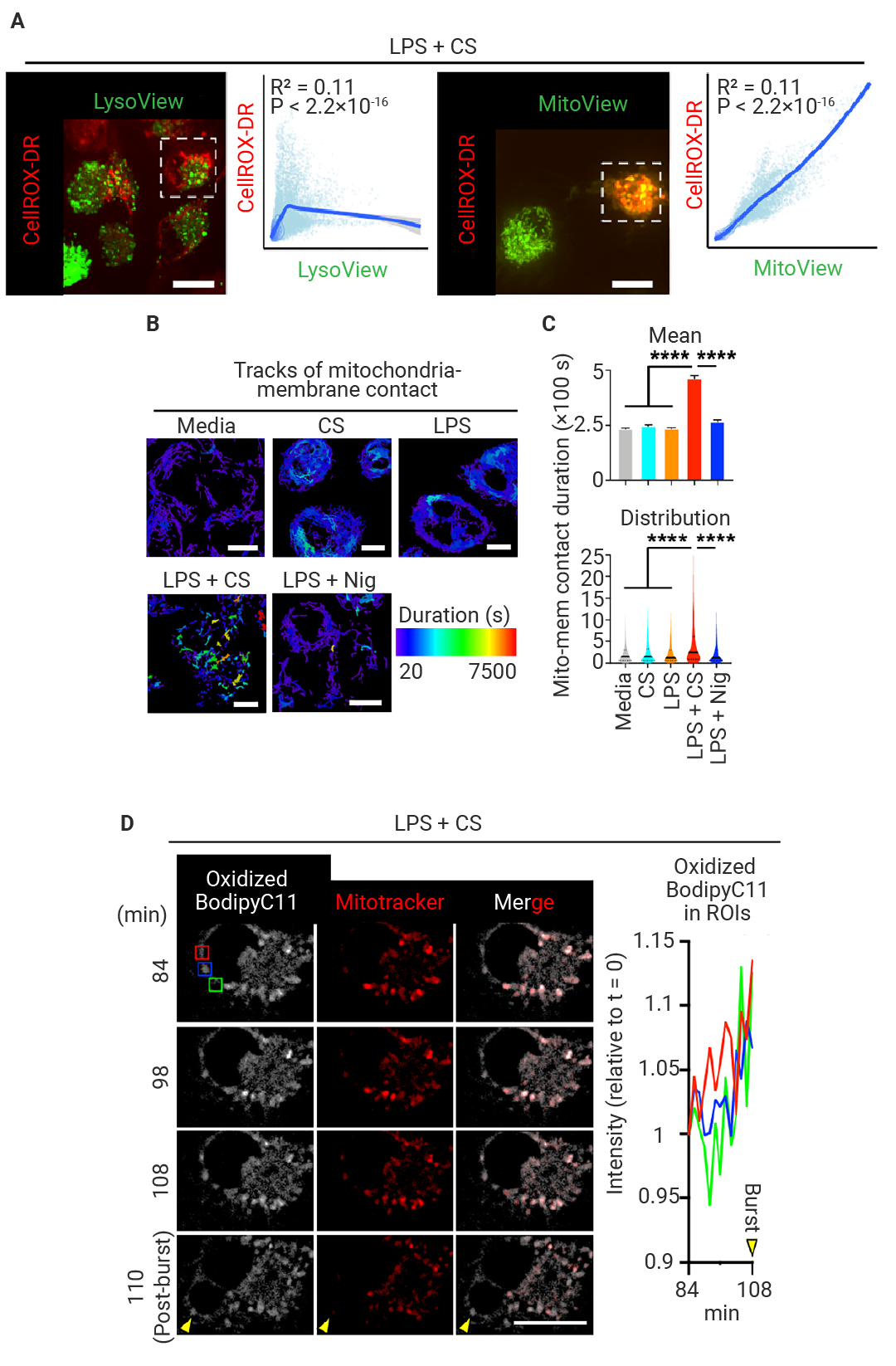 前沿进展 ｜ Cell 新发现：Mitoxyperilysis —— 新的细胞溶解性死亡途径