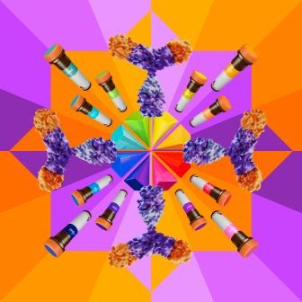 HLA-DR, DP, DQ Antibody, anti-human, FITC, REAfinity™, 30 tests in 60 µL