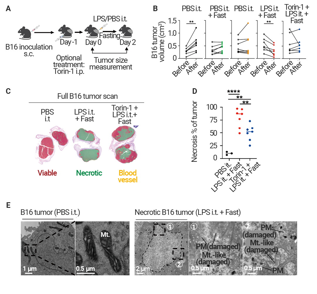 前沿进展 ｜ Cell 新发现：Mitoxyperilysis —— 新的细胞溶解性死亡途径
