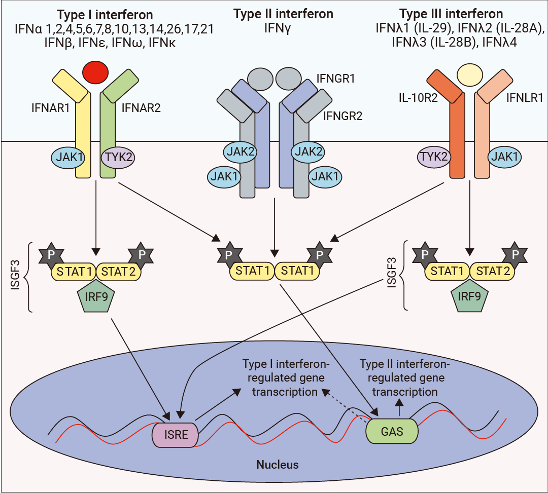干货分享 ｜ 不懂就问∶ 只有免疫细胞能分泌细胞因子么