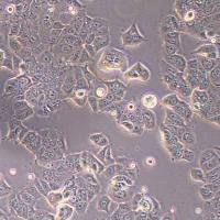 HPAF-II人胰腺癌细胞(STR鉴定)丨逸漠(immocell)