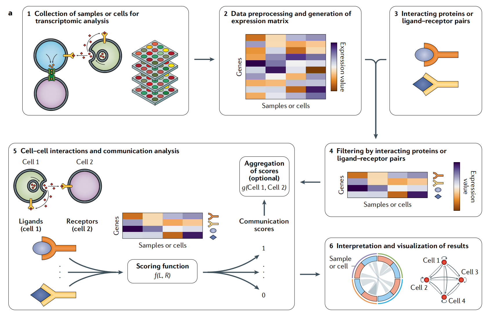 解码细胞通讯：从机制解析到疾病研究的全链路赋能