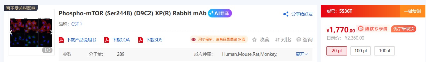 CST 磷酸化抗体核心知识解析