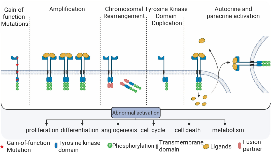 科研助攻 | RTKs∶ 既是激酶, 也是受体 干货已整理好, 速览!