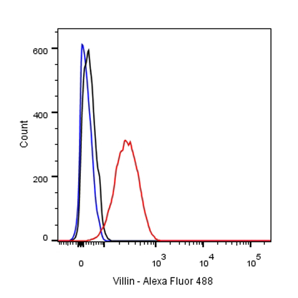 Villin 抗体在消化道发育与肿瘤研究中的核心应用:Absin 兔单克隆抗体(abs171588)深度解析
