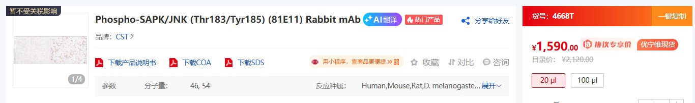 CST 磷酸化抗体核心知识解析
