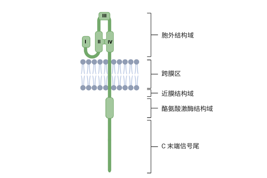 科研助攻 | RTKs∶ 既是激酶, 也是受体 干货已整理好, 速览!
