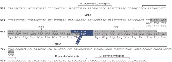 pTOPO- ENTR/D 5分钟定向Gateway入门克隆