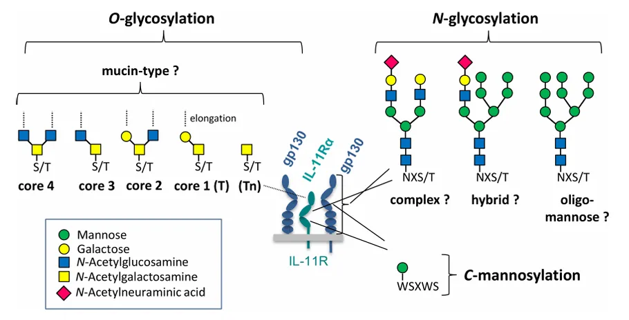 解码 IL-6 的糖基化密码：从功能调控到疾病靶向的科研探索