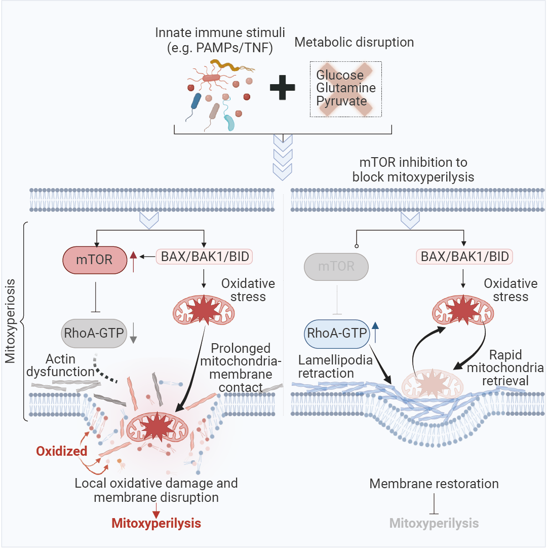 前沿进展 ｜ Cell 新发现：Mitoxyperilysis —— 新的细胞溶解性死亡途径