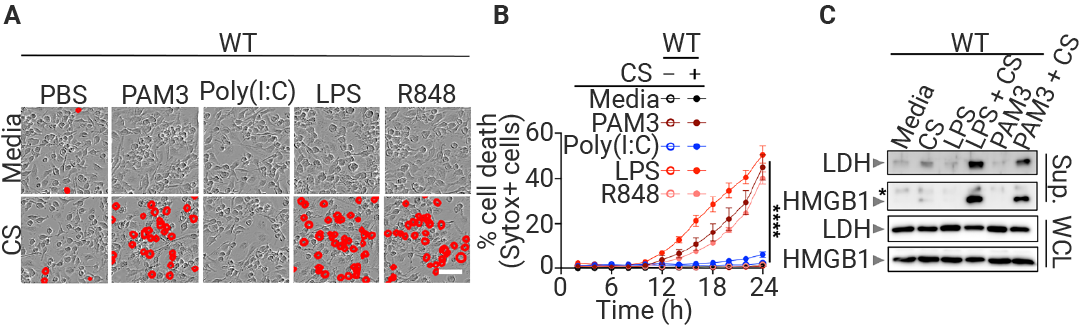 前沿进展 ｜ Cell 新发现：Mitoxyperilysis —— 新的细胞溶解性死亡途径