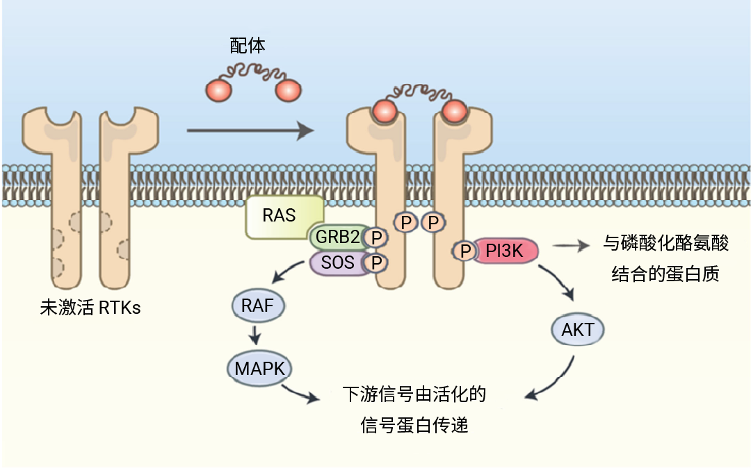 科研助攻 | RTKs∶ 既是激酶, 也是受体 干货已整理好, 速览!