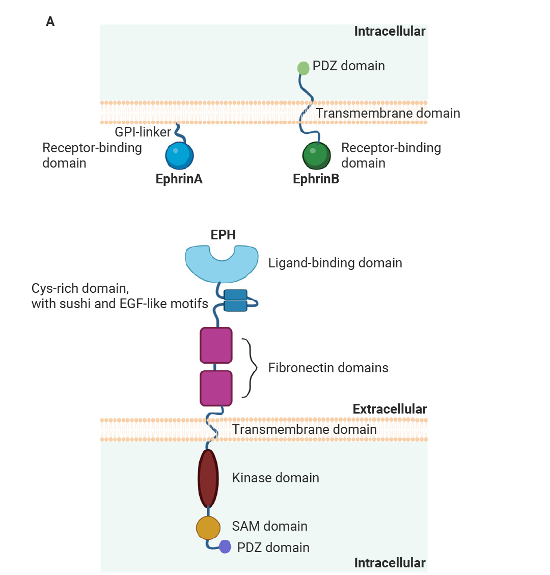 科研助攻 | RTKs∶ 既是激酶, 也是受体 干货已整理好, 速览!