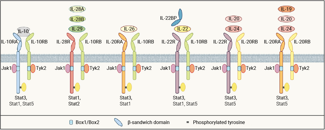 干货分享 ｜ 不懂就问∶ 只有免疫细胞能分泌细胞因子么